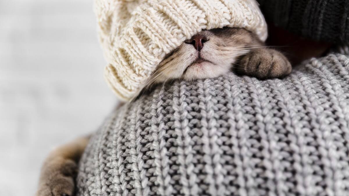 Gato abrigado, ola de frío. Foto: Freepik