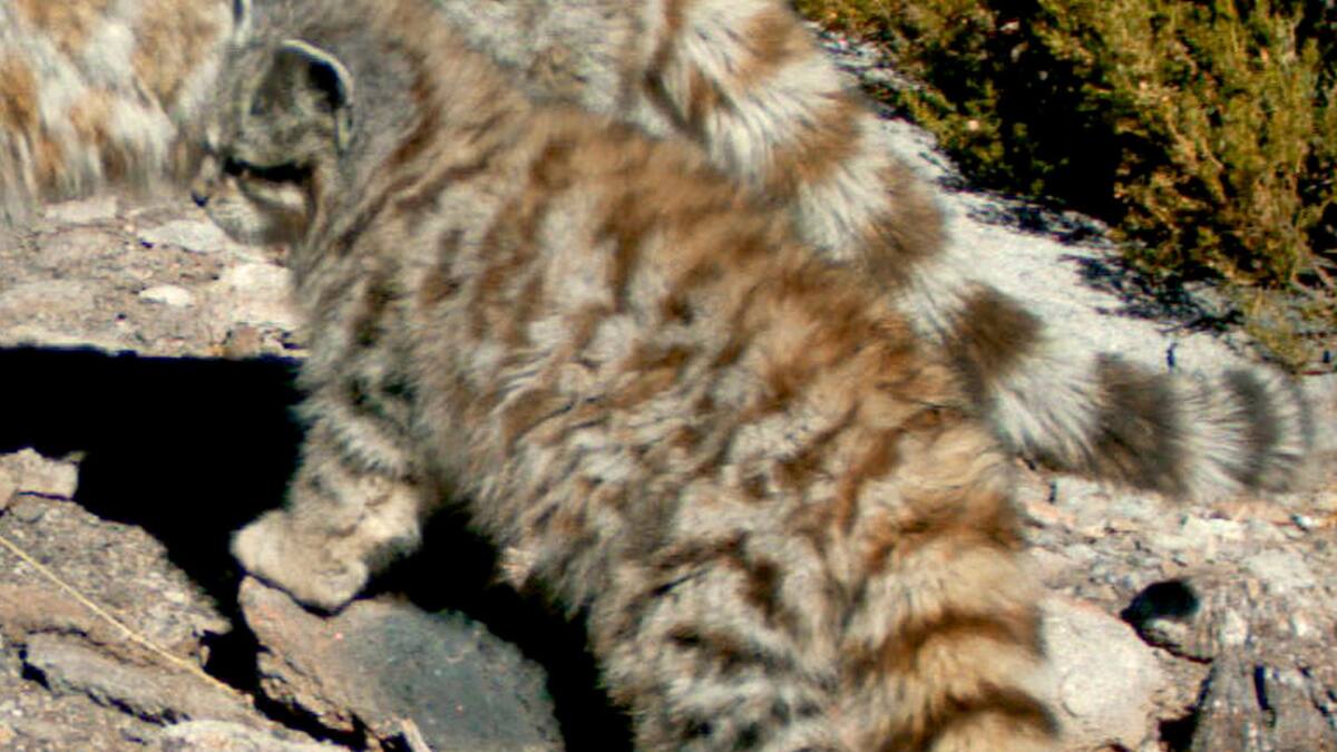 Gato andino. Foto: WCS Argentina.