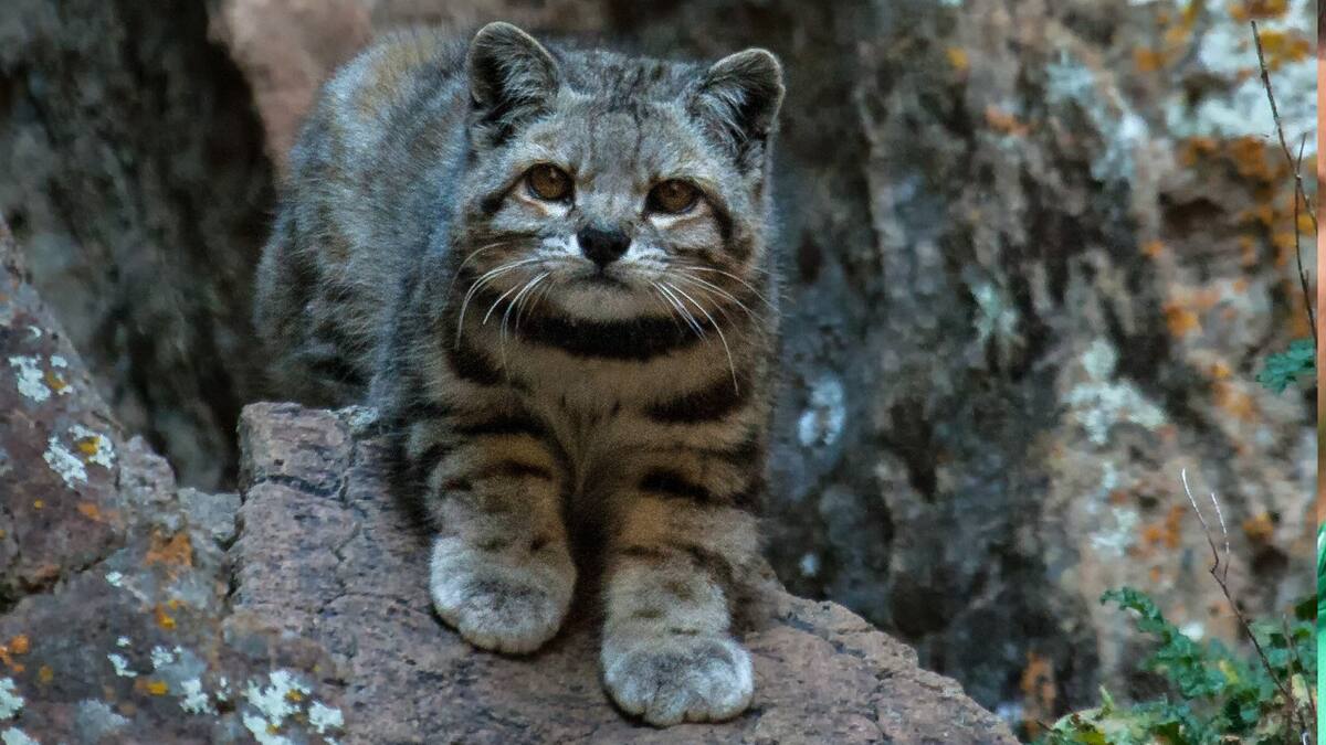 Gato andino: Foto: @wcsargentina