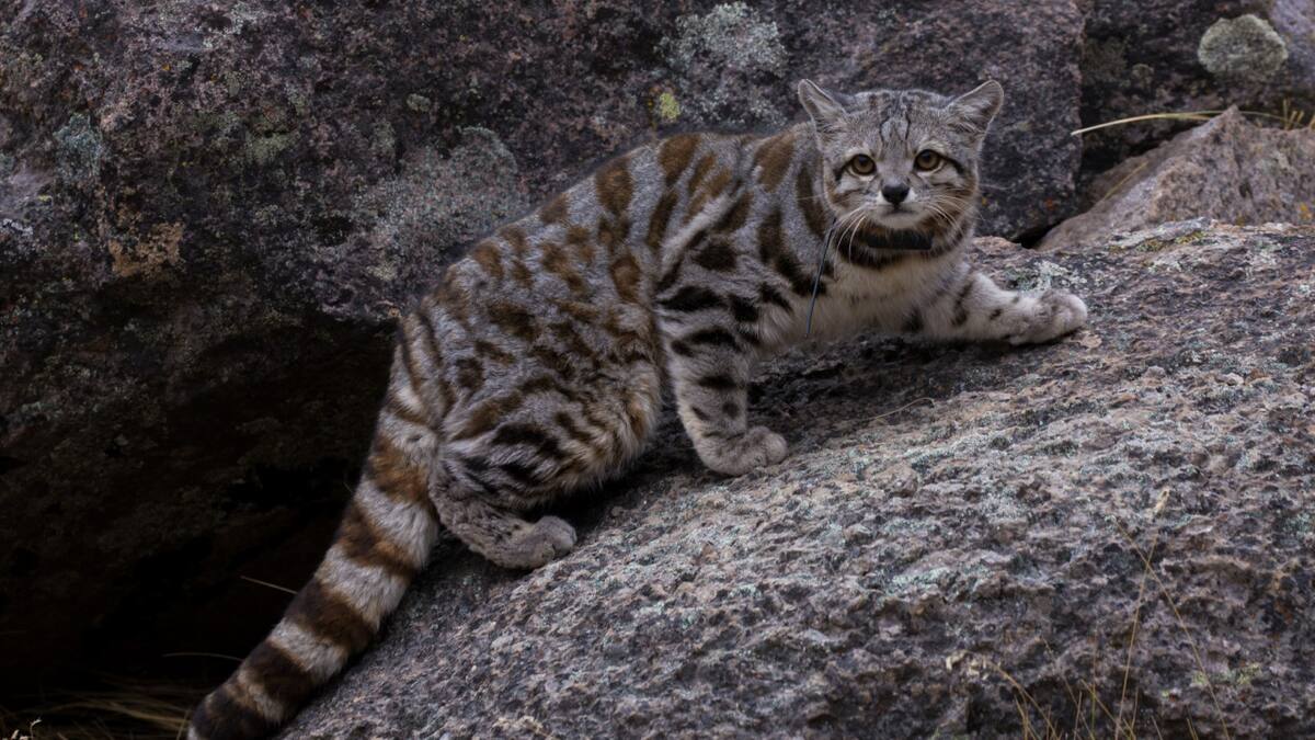 Gato Andino. Fuente: WCS Argentina