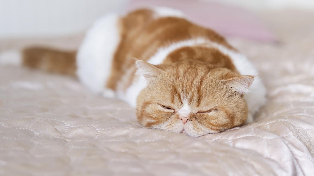 A los gatos les gusta dormir en los pies de sus dueños por calidez. Foto: Freepik.