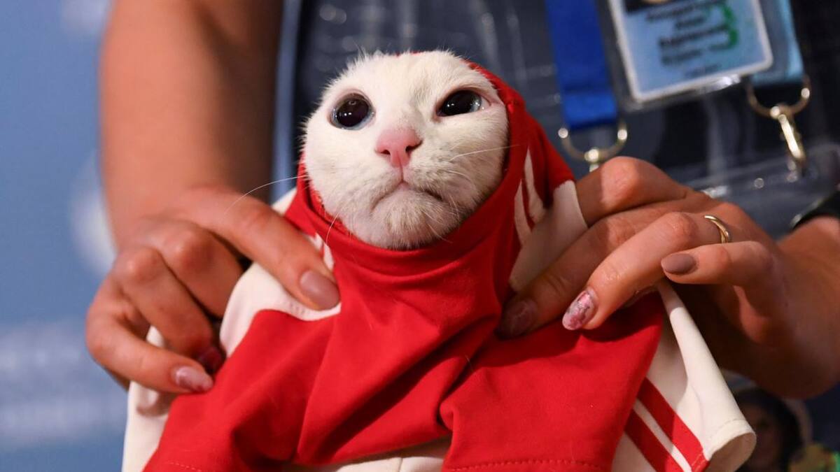 Gato Aquiles, pronosticador Mundial Rusia, Reuters
