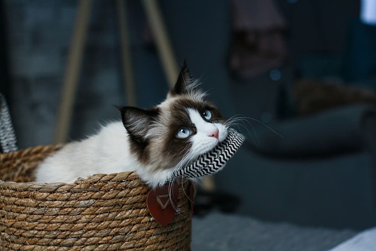 Gato Birmano