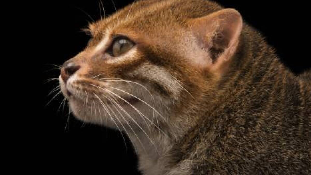 Una especie muy extraña, el ''gato cabeza plana''. Foto X.