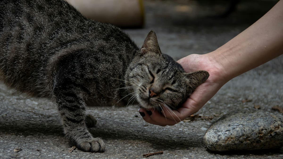Adiós a buscar comida en la basura: así funcionan las innovadoras estaciones para alimentar gatos callejeros en Dubái