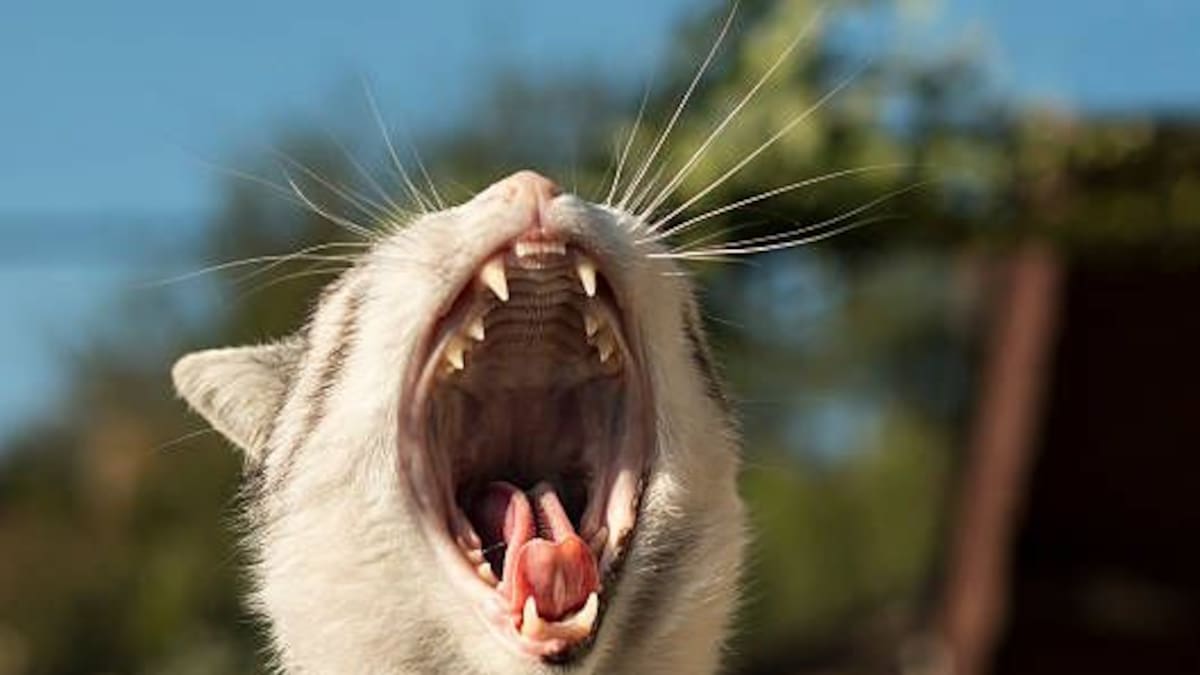 ¿Por qué los gatos muerden cosas?: la razón detrás de este comportamiento felino, según los expertos