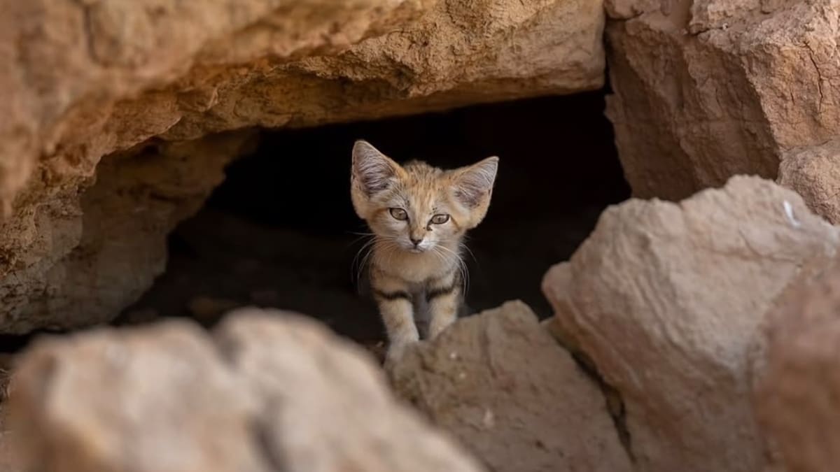 Estaba solo y débil en el desierto: la conmovedora historia del pequeño gato de las arenas que esperó durante días el regreso de su madre