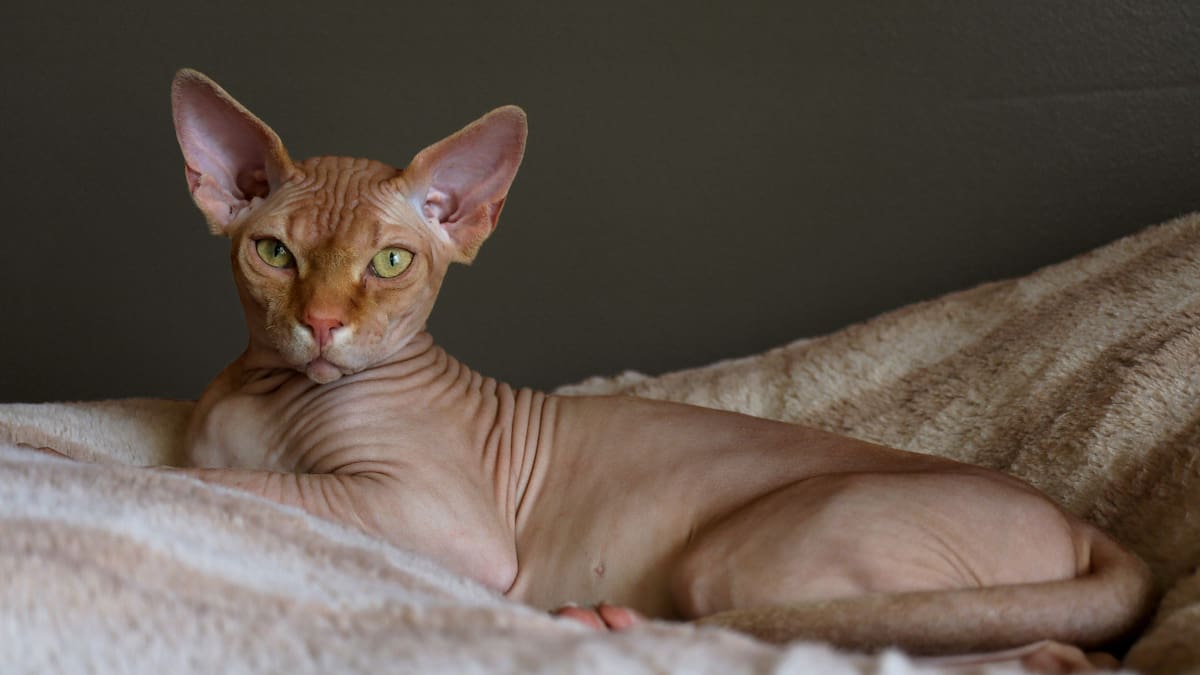 Gato Esfinge. Foto: Unsplash