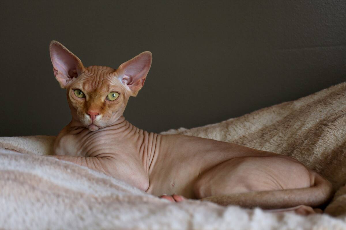 Gato Esfinge. Foto: Unsplash