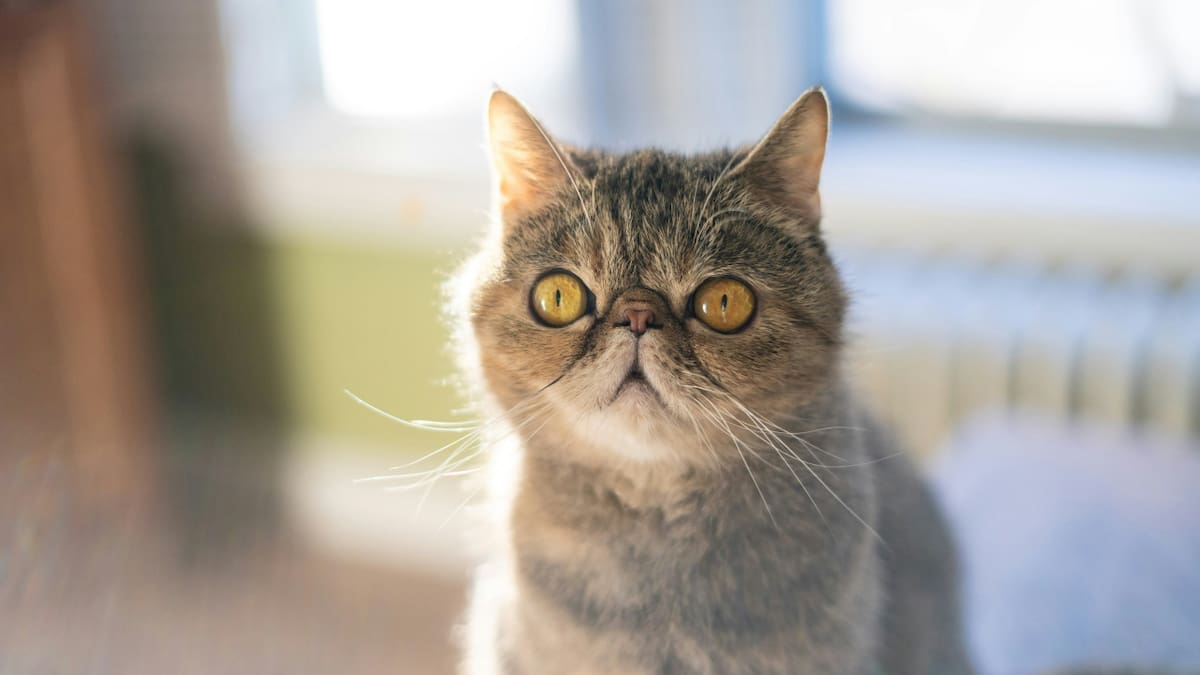 Cómo saber si tu gato tiene infección urinaria
