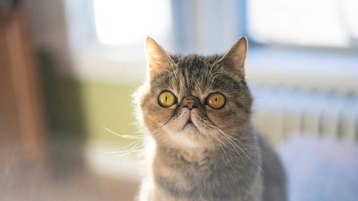 Gato exótico. Foto: Unspash