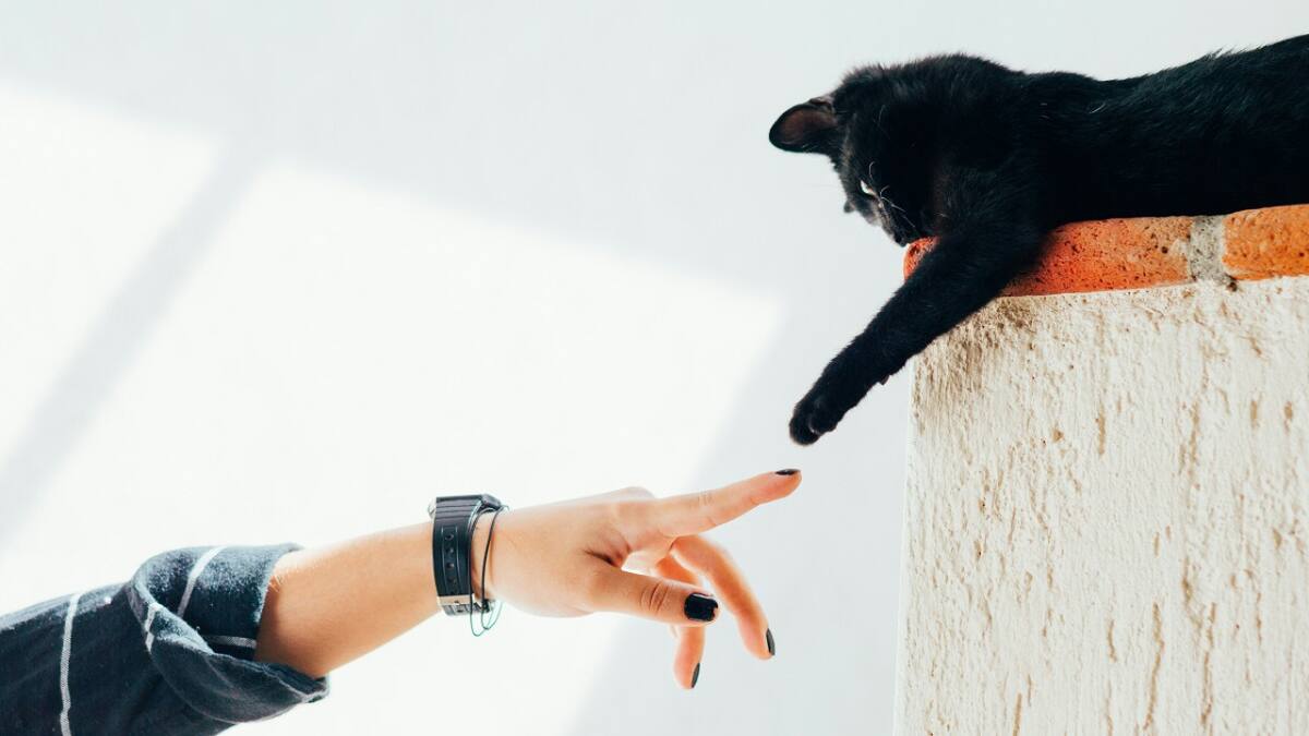 Gato; felino; mascota. Foto: Unsplash.