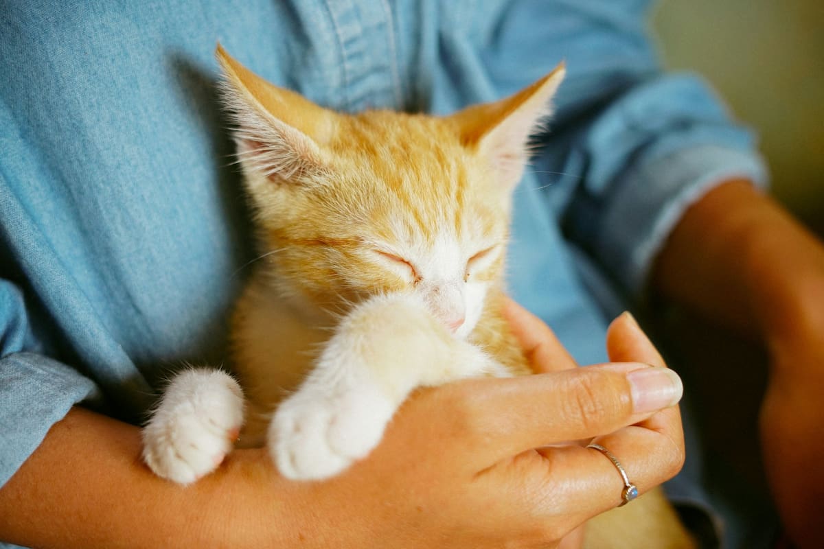 Gato; felino; mascota. Foto: Unsplash.