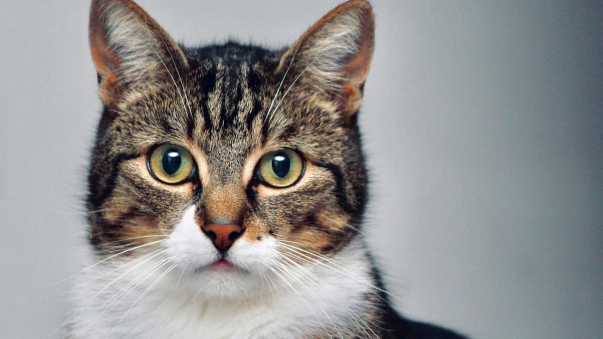 Gato; felino; mascota. Foto: Unsplash.