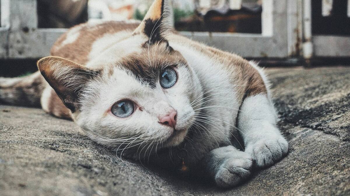 Gato; felino; mascota. Foto: Unsplash.