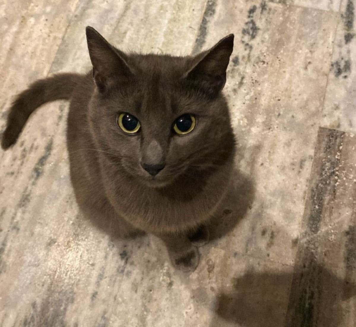 Gato fold escocés. Foto: Canal 26.