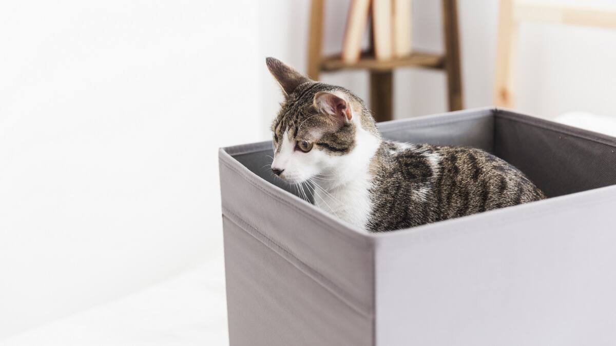 La misteriosa habilidad que poseen los gatos. Foto Freepik