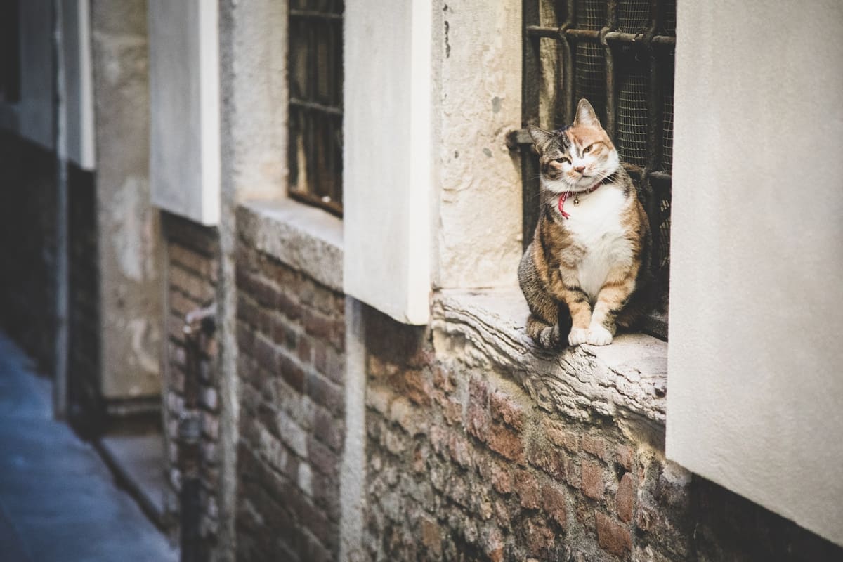 Gato. Foto Freepik