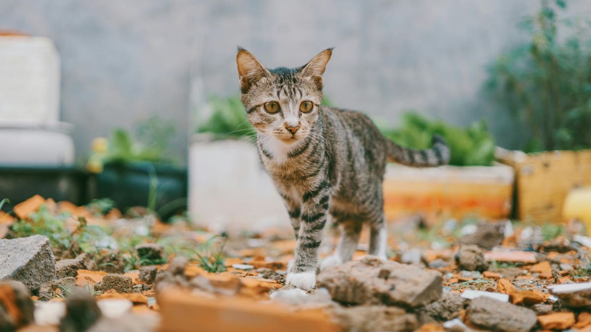 El lugar donde se coloca la caja de arena del gato es clave para su bienestar. Foto Pexels.