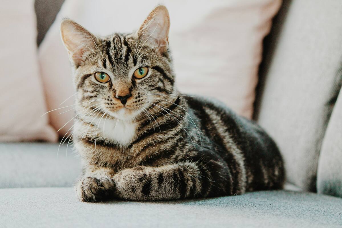 Gato. Foto: Unsplash
