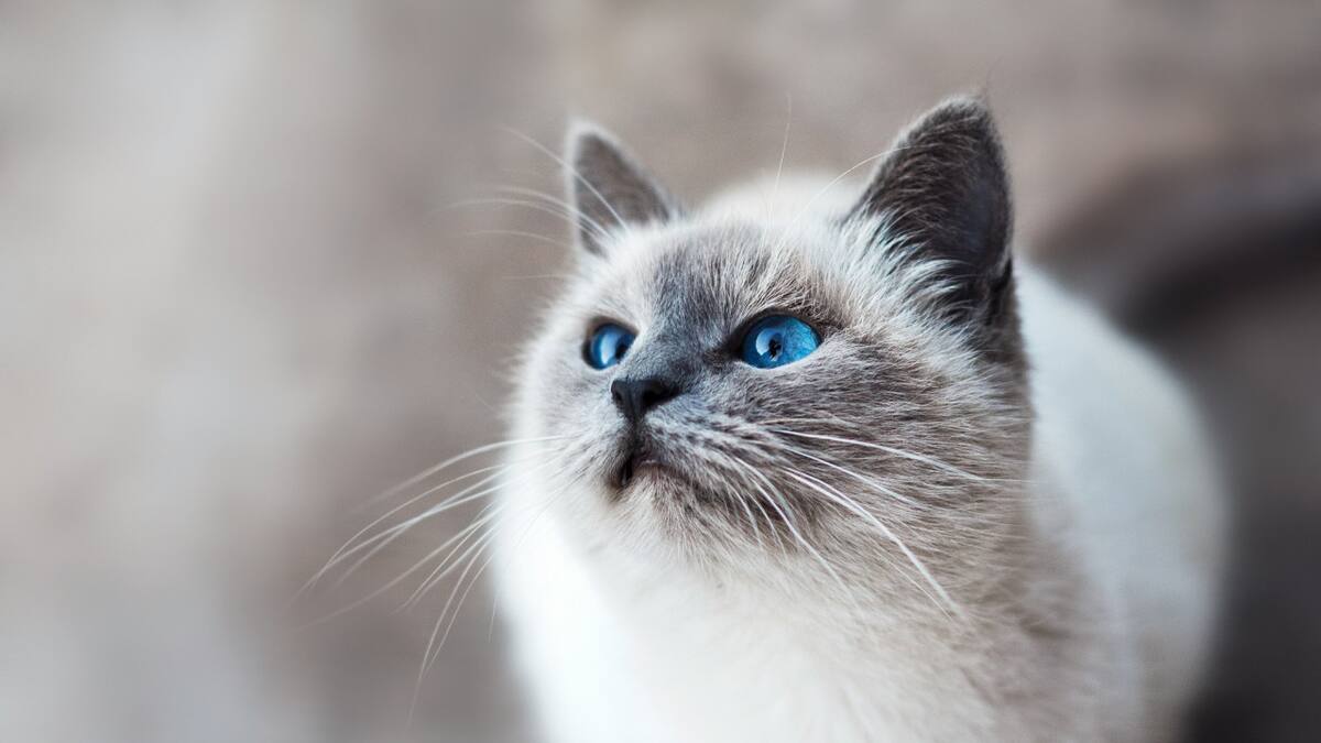 Gato. Foto Unsplash.