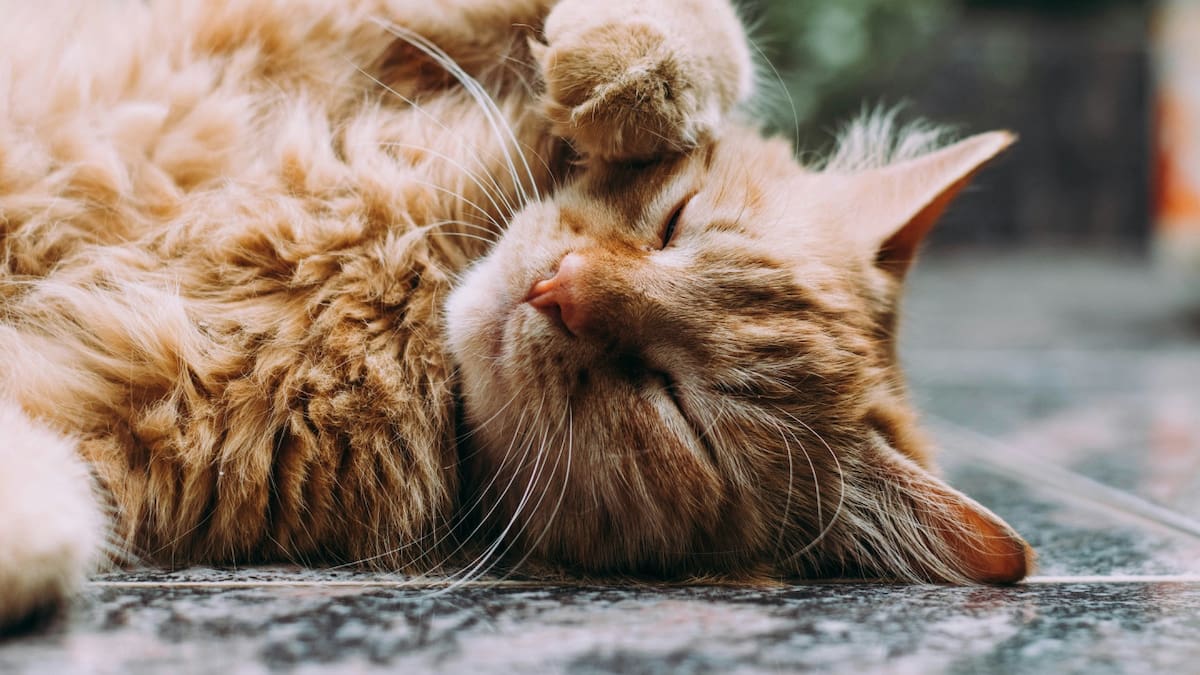 Los gatos no siempre aman las caricias. Foto: Unsplash.