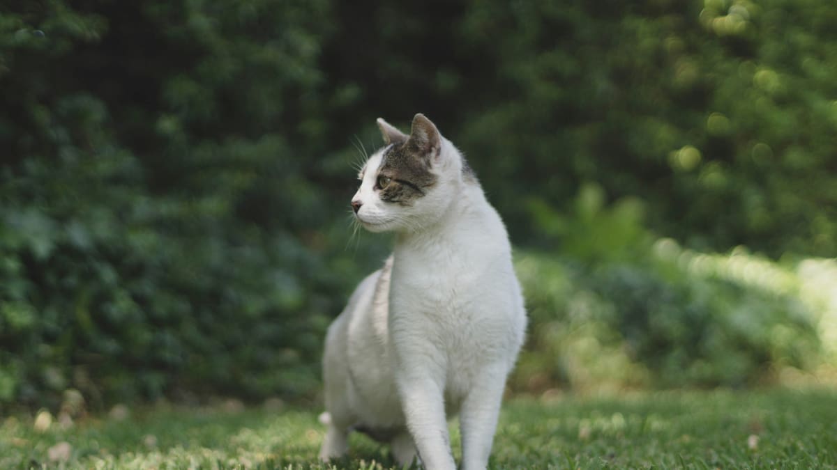 Cuál es el mejor nombre para los gatos.