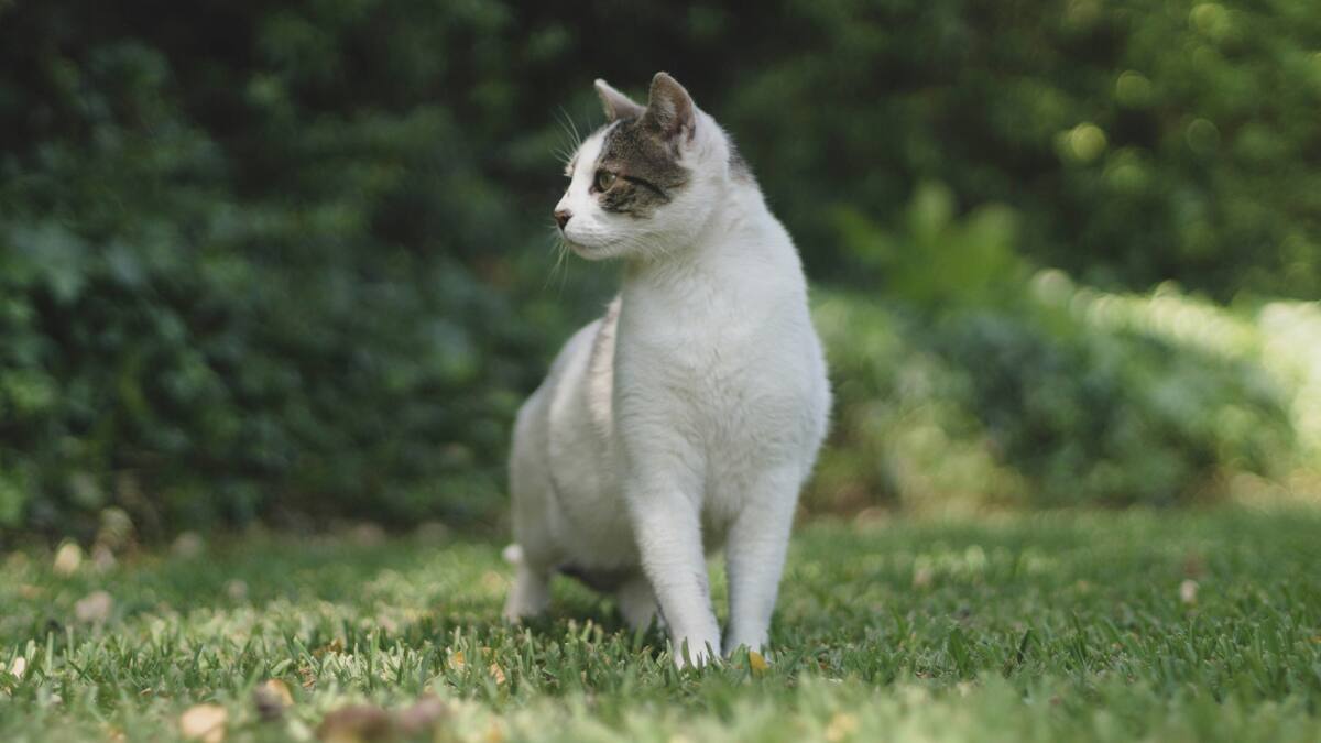 Gato. Foto: Unsplash.