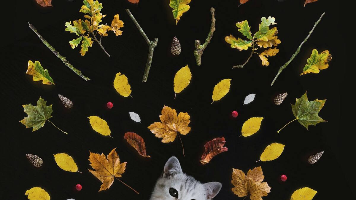 Gato. Foto Unsplash.