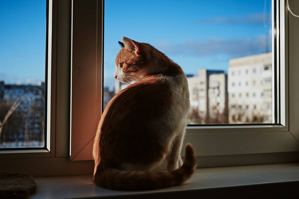 Gato. Fuente: Unsplash.
