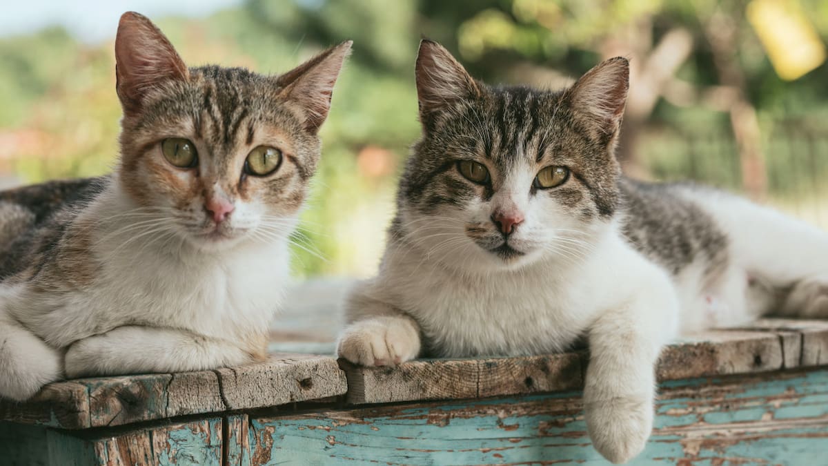Gato, gatos. Foto: Unsplash.
