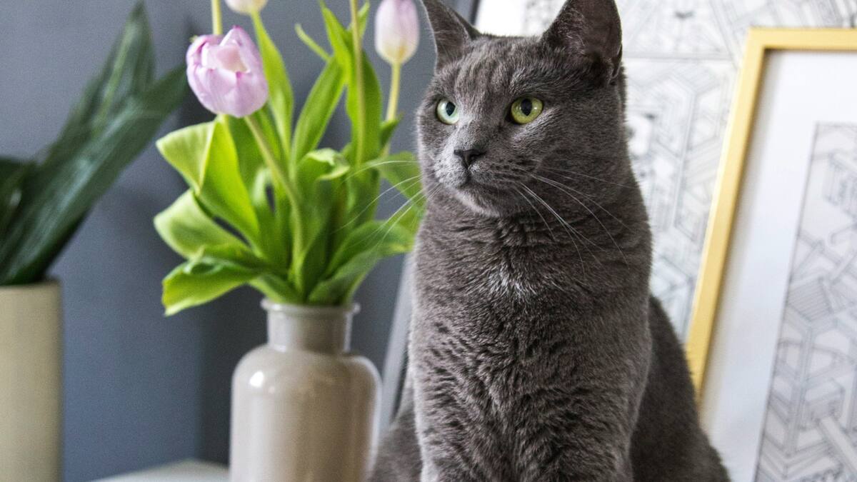 Gato gris. Foto Unsplash.