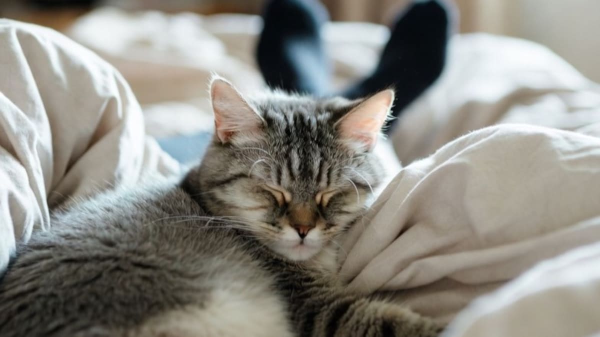 Gato, mascota.