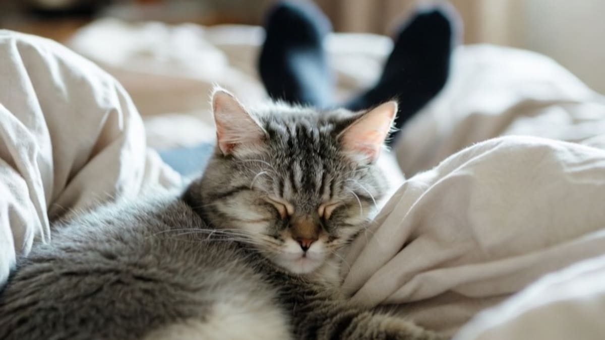 ¿Cuál es la mejor edad para adoptar un gato?