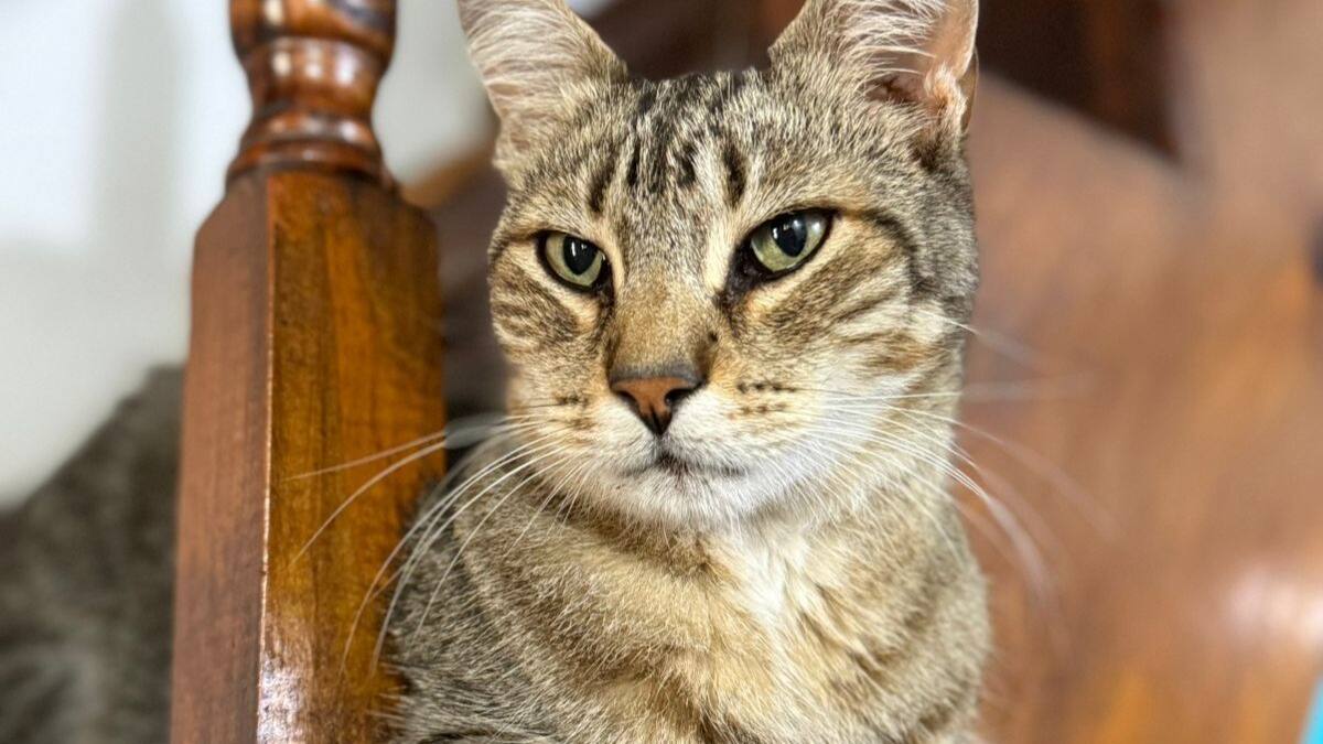 Gato; mascota; animales.