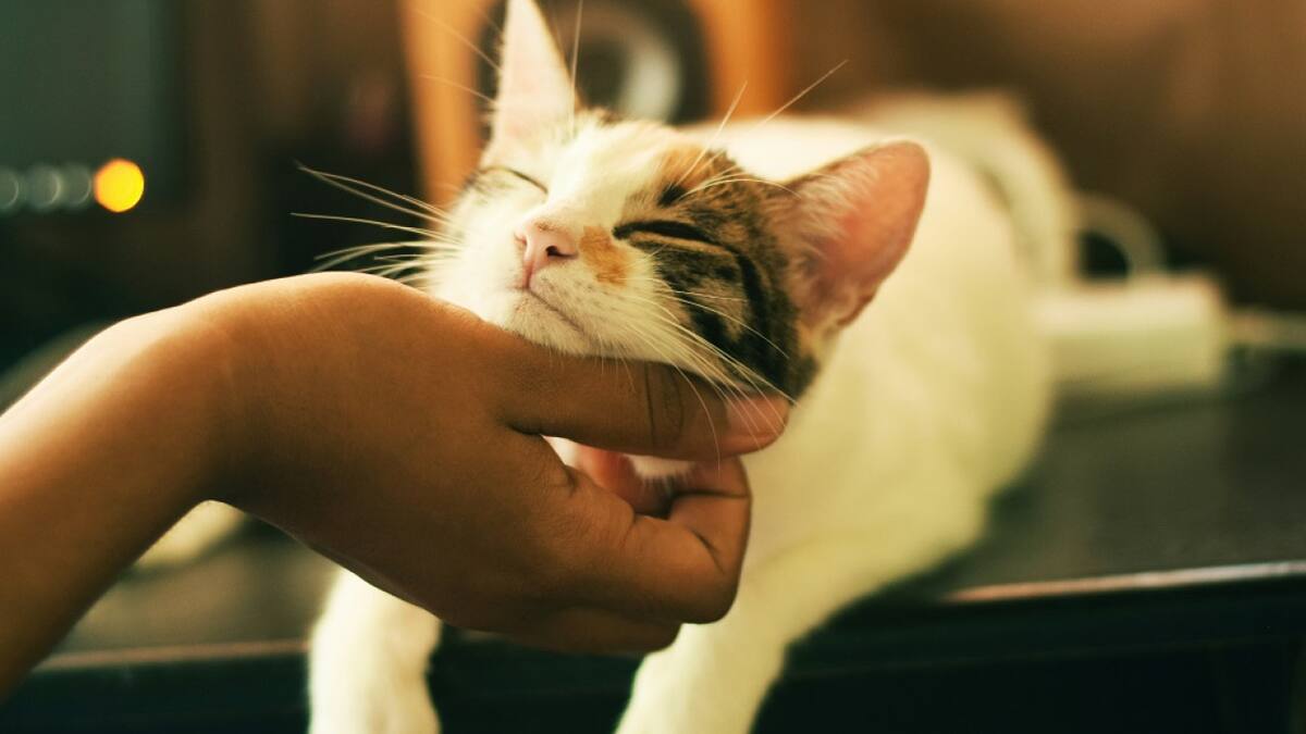 Gato, mascotas. Foto: Unsplash.