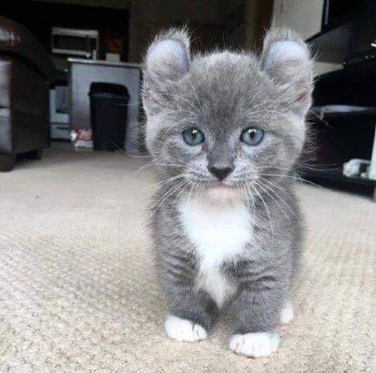 Gato Munchkin. Foto X.