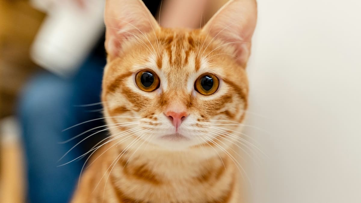 Los veterinarios coinciden: “Los gatos naranjas son más amigables, tranquilos y fáciles de entrenar”