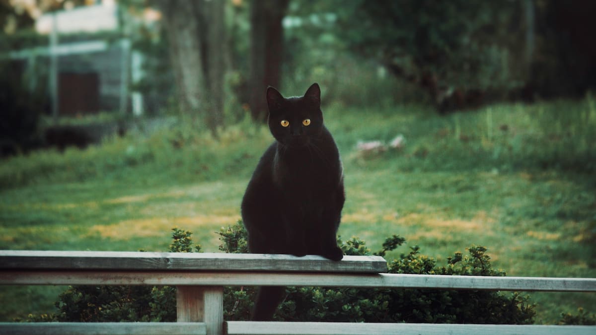 Alerta máxima por gatos negros en peligro en octubre: por qué las protectoras recomiendan extremar cuidados antes de Halloween