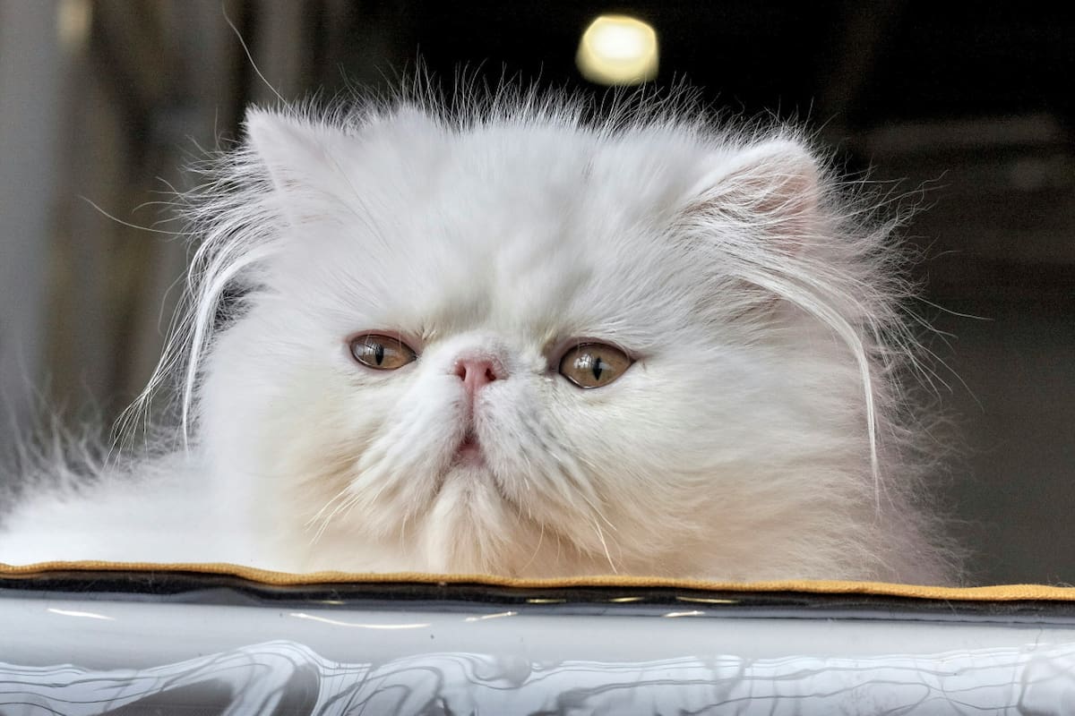 Gato persa. Foto: Unsplash