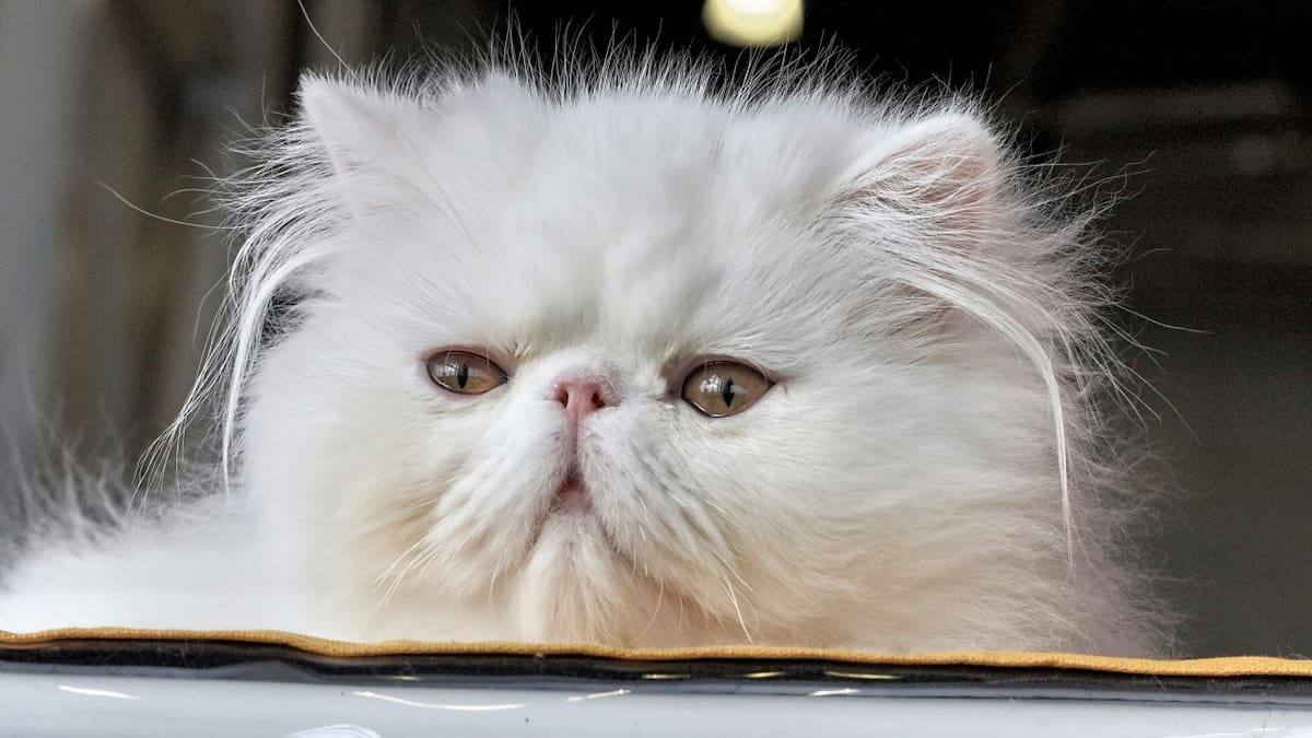 Gato persa. Foto Unsplash
