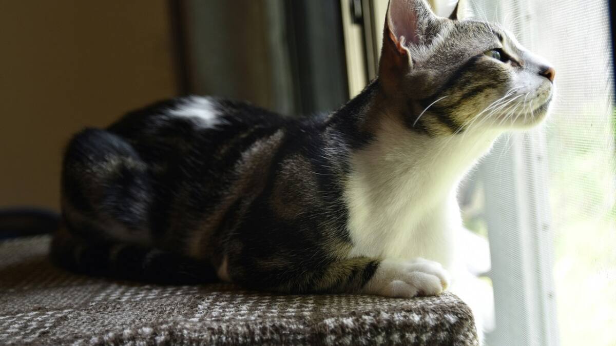 Gato raza American Shorthair. Foto: Unsplash.