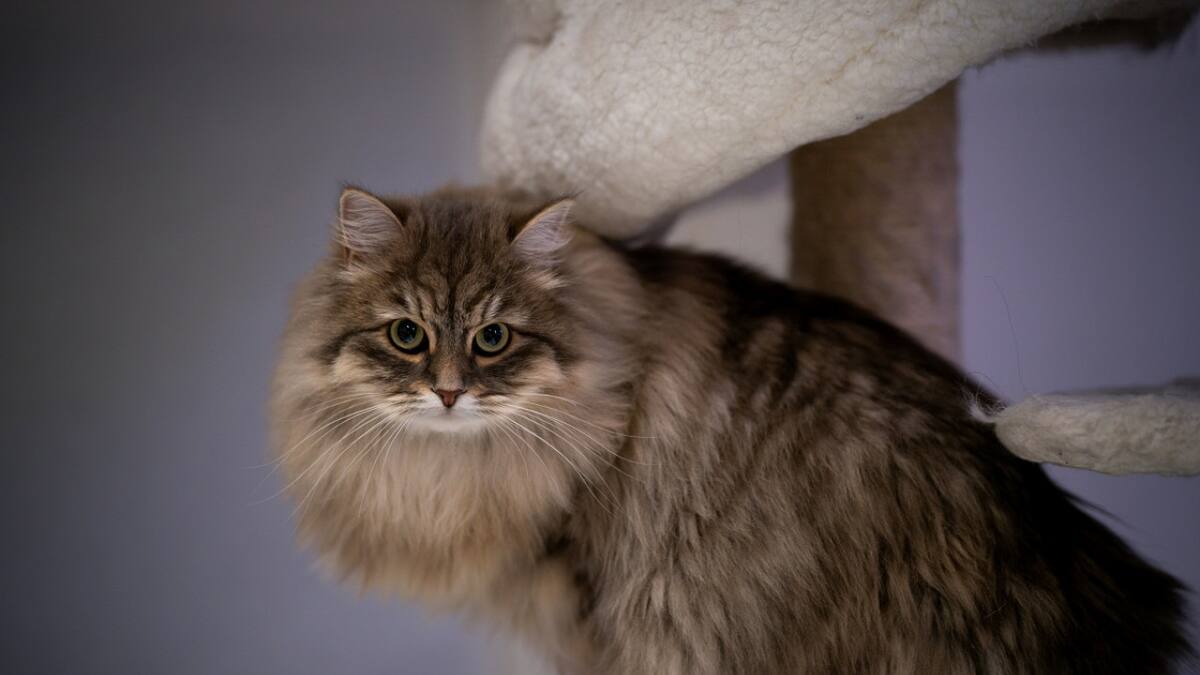 Gato raza Siberiano. Foto: Unsplash.