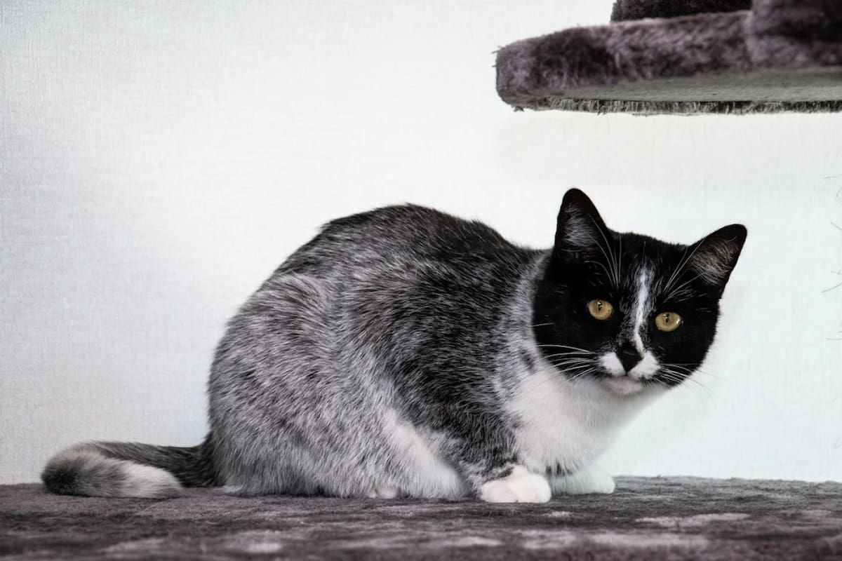 Gato salmiak. Créditos: mycatdna