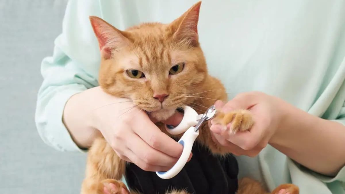 Ana Monardes, veterinaria: “El tiempo de corte de uñas en gatos es muy relativo, ya que depende de la actividad de la mascota y el ritmo de crecimiento”