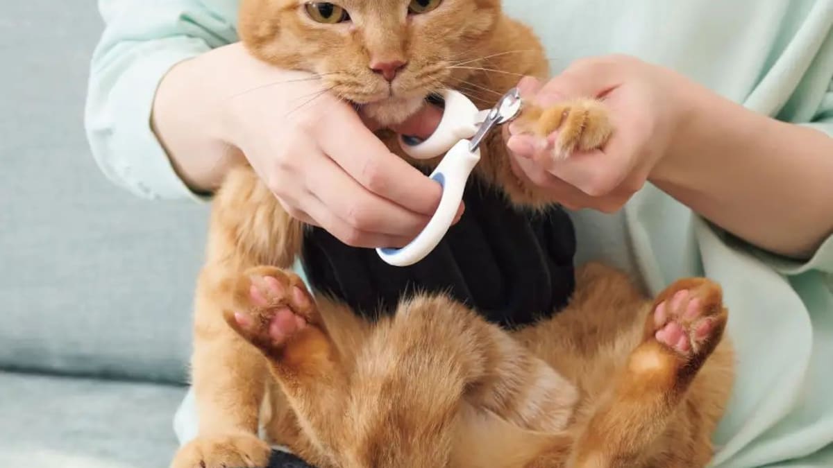 Ana Monardes, veterinaria: “El tiempo de corte de uñas en gatos es muy relativo, ya que depende de la actividad de la mascota y el ritmo de crecimiento”