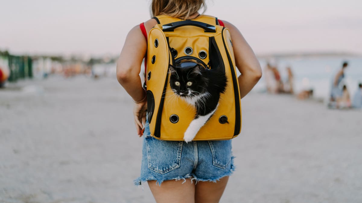 Viajar con gatos