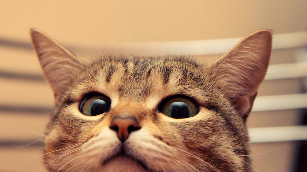 Gatos - Expresiones faciales. EFE.