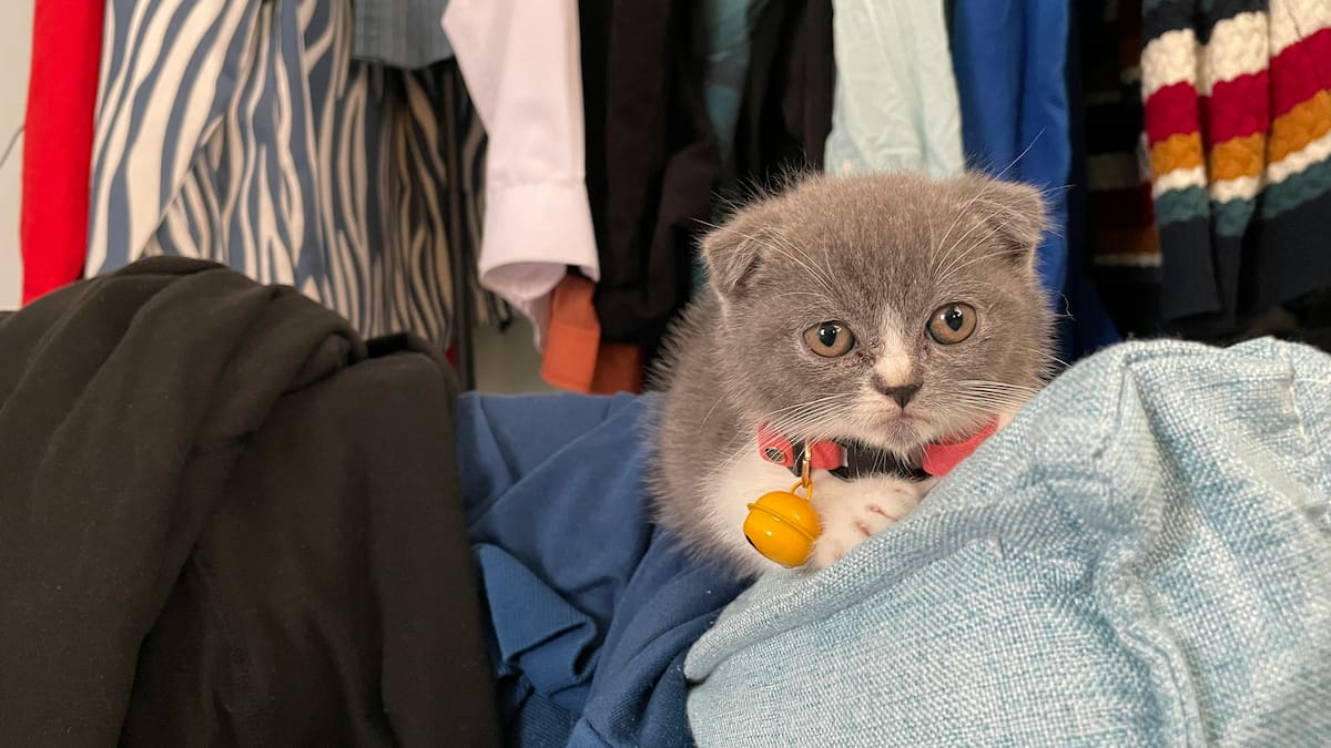 ¿Tu gato llena de pelos la ropa?