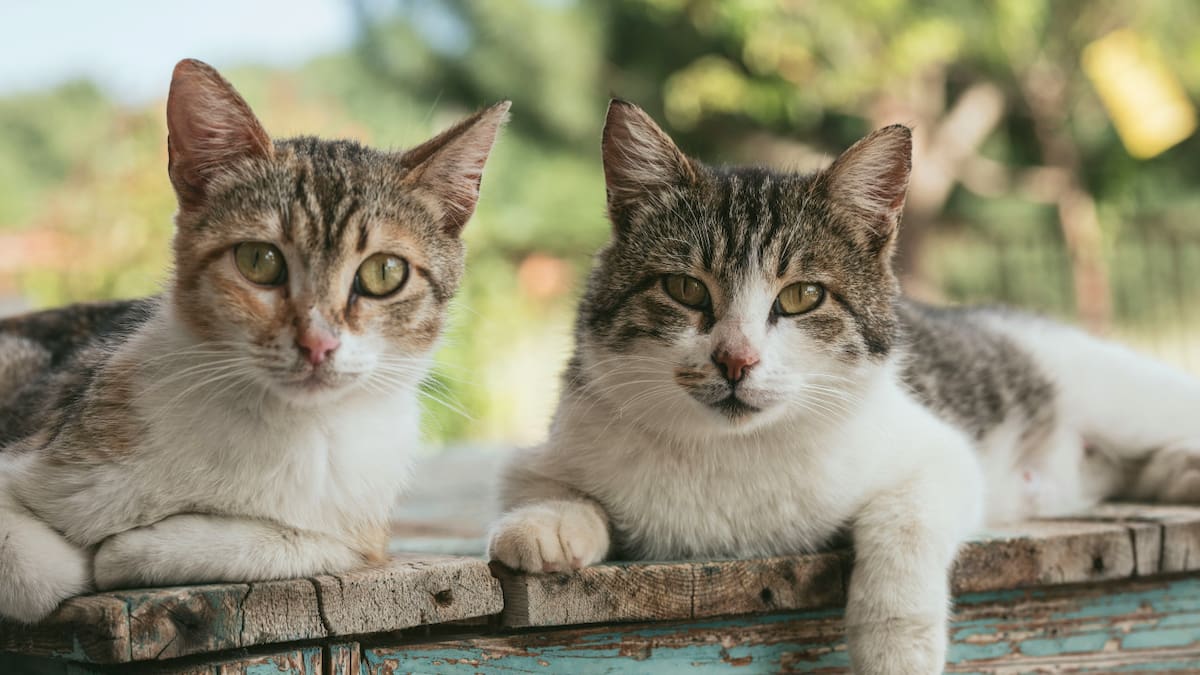 Los gatos reconocen a sus dueños